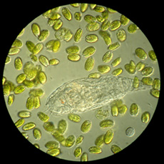 Explore Plankton!